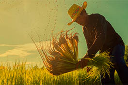 Languages and Practices of Sustainability