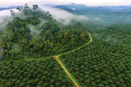 Rain forest