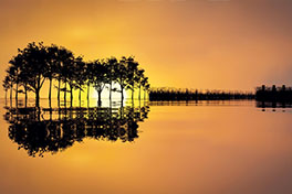 Cover «Sending Out an SOS»